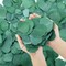 600 Pcs Real Dried Eucalyptus Leaves – Perfect for Weddings and DIY Decor